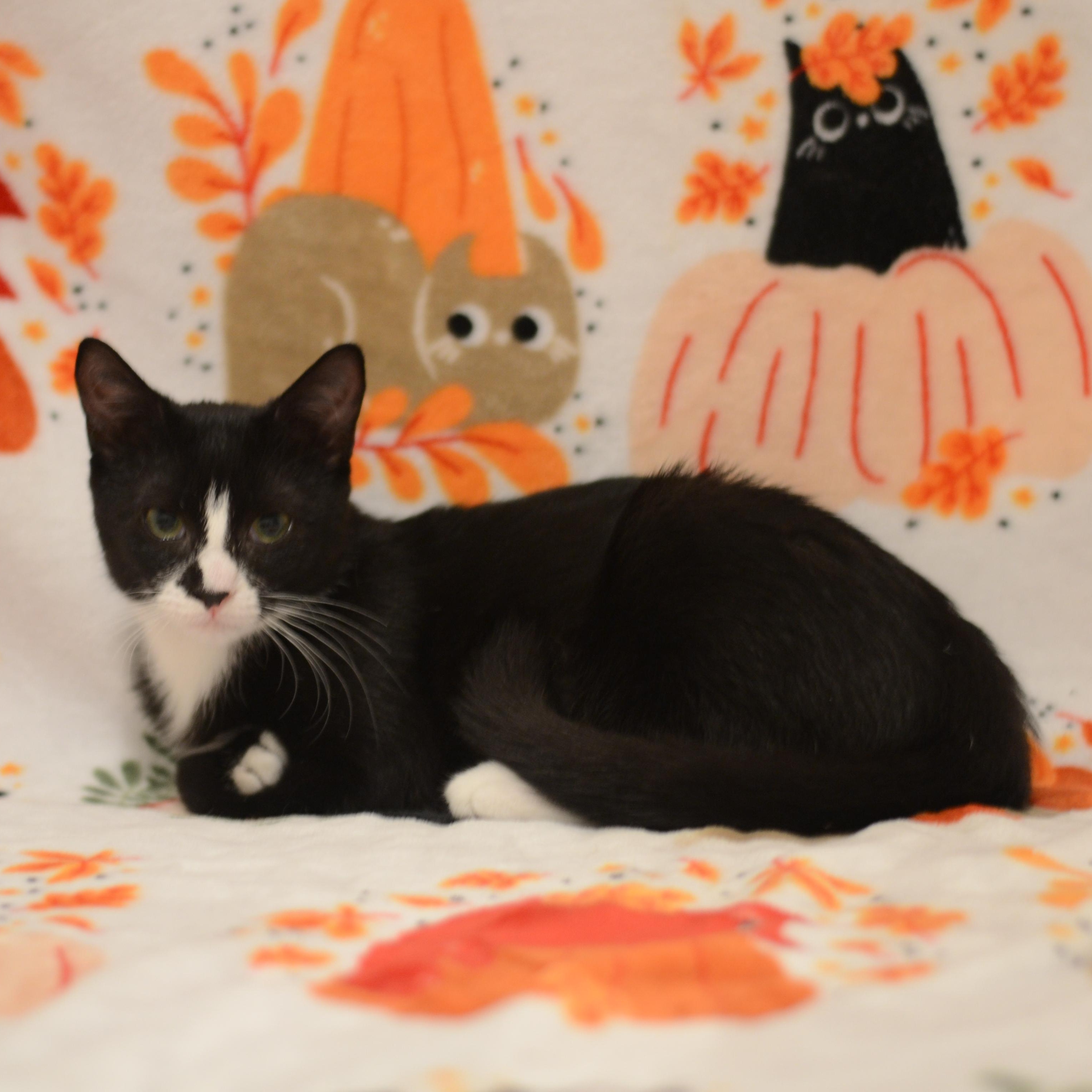 Enlarge Petrie, a Adoptable Domestic Short Hair in Manchester, MD image 1/3