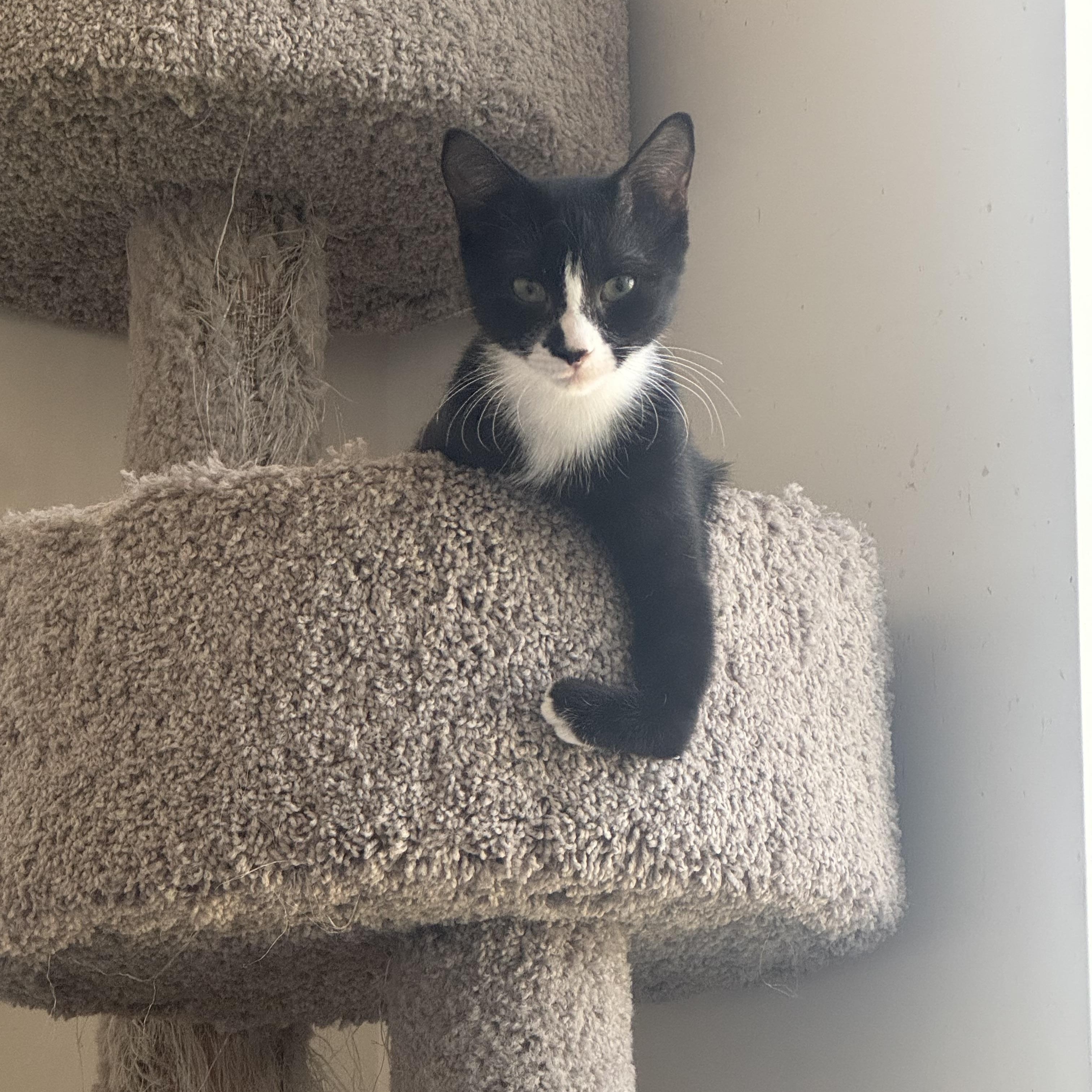 Enlarge Petrie, a Adoptable Domestic Short Hair in Manchester, MD image 3/3