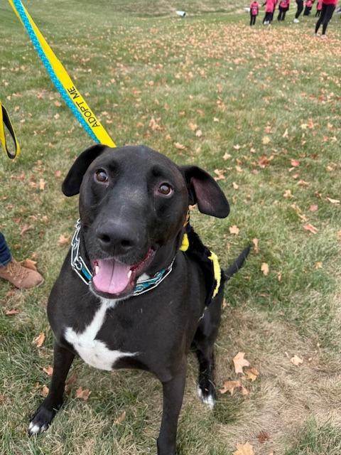 Floyd, a Adoptable mixed breed in Effingham, IL image 3/6
