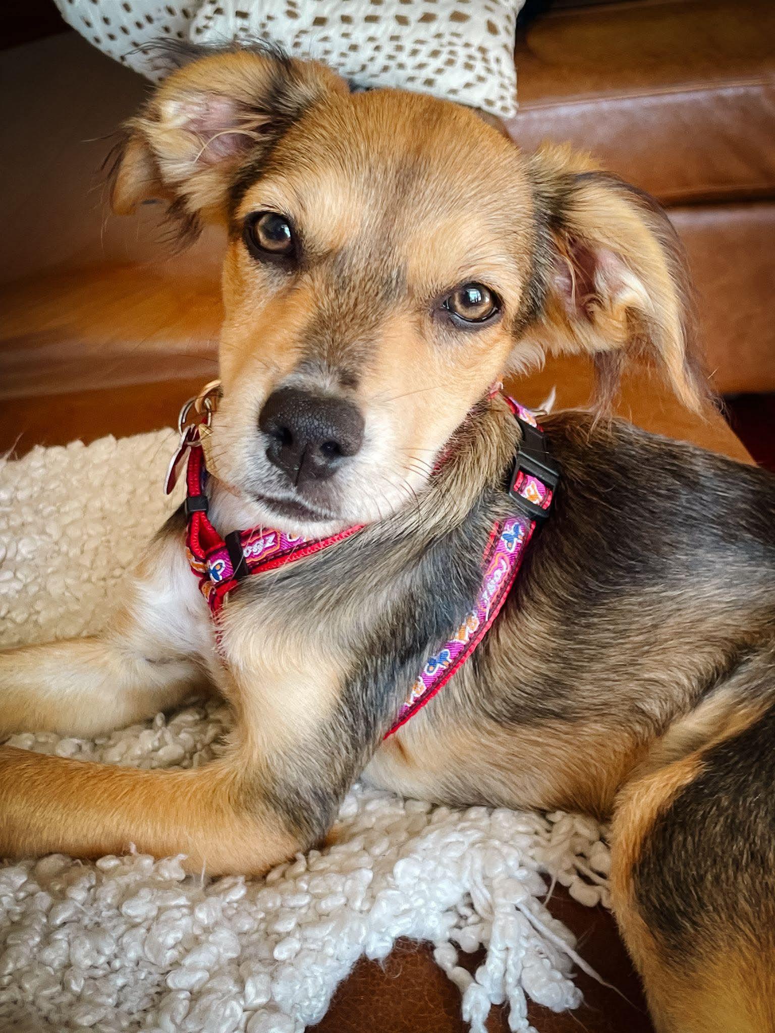 SANSA, a ADOPTABLE Spaniel in Richmond Hill , ON image 4/6