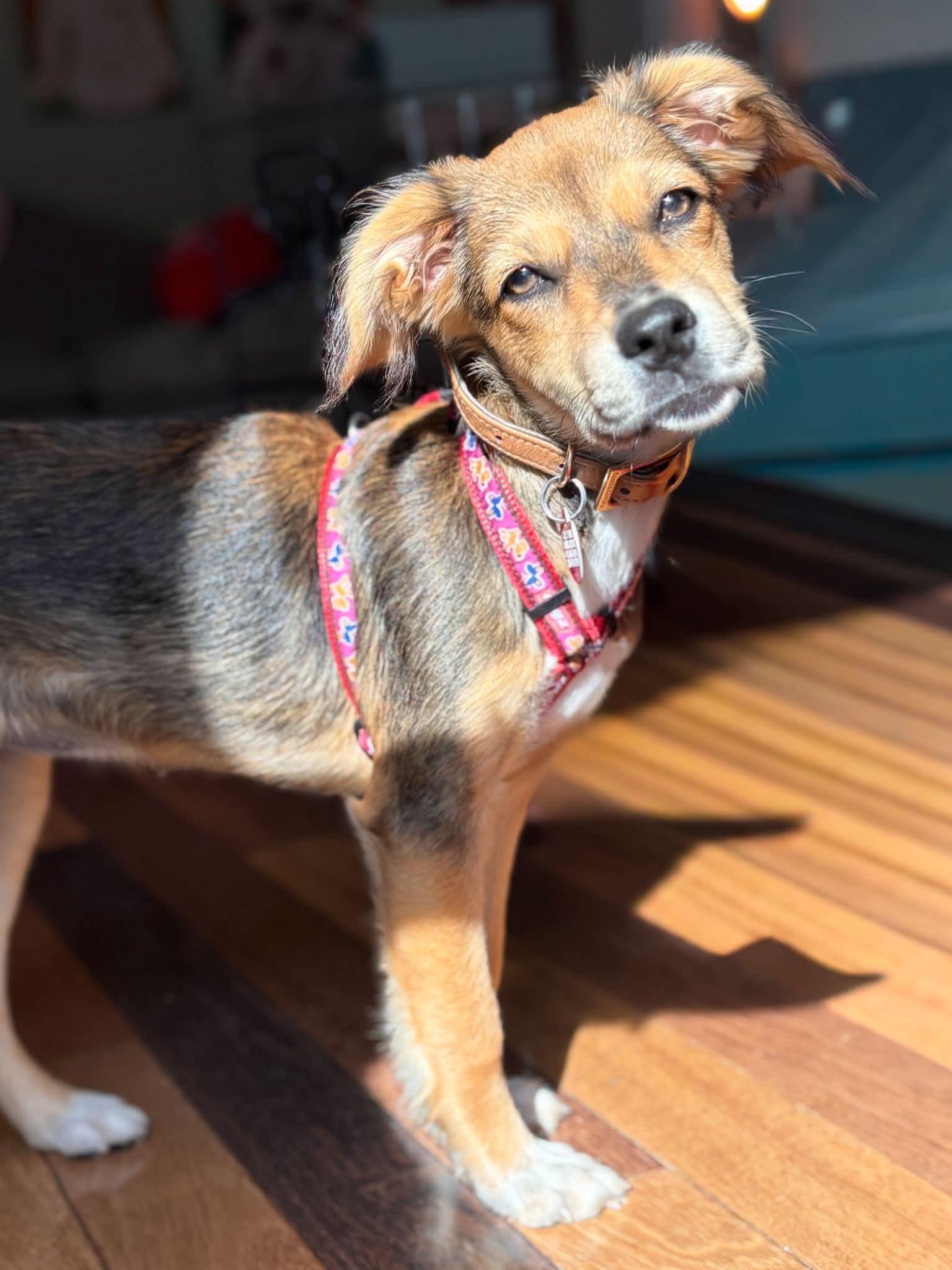 SANSA, a ADOPTABLE Spaniel in Richmond Hill , ON image 6/6
