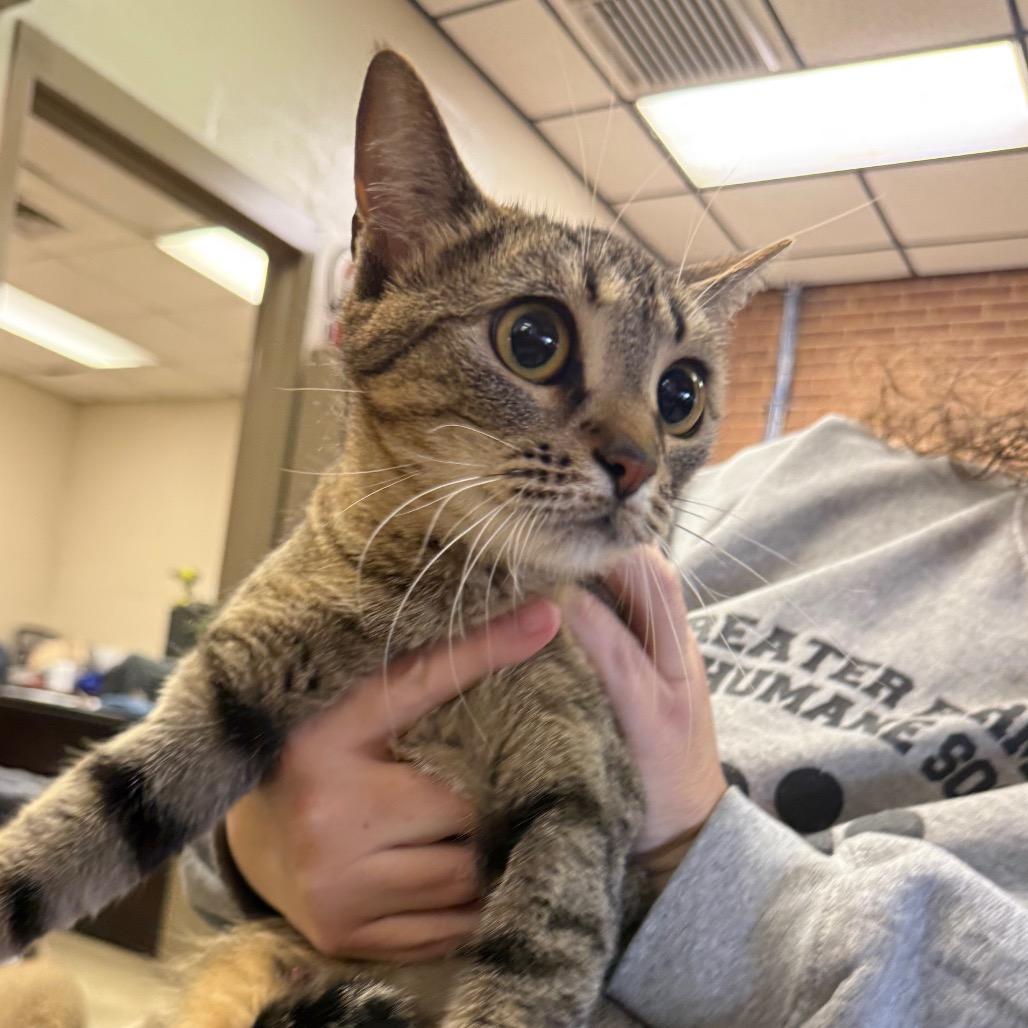 Jasmine — thumbnail 2