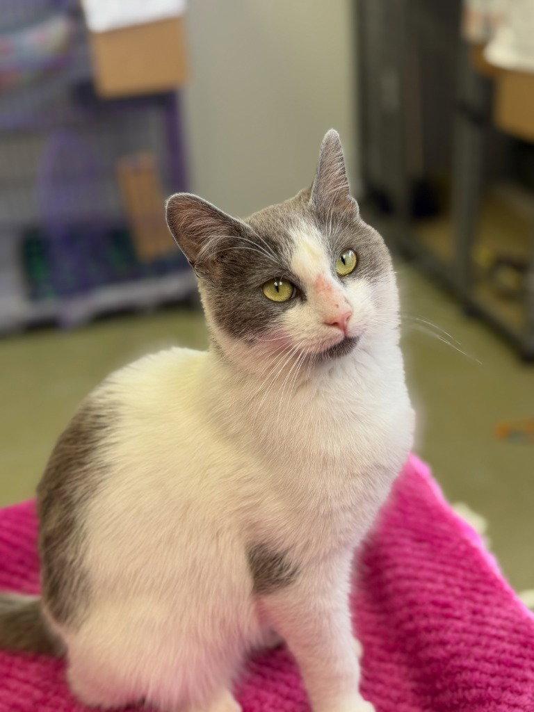 Gary, Adoptable, Young Male Domestic Short Hair.