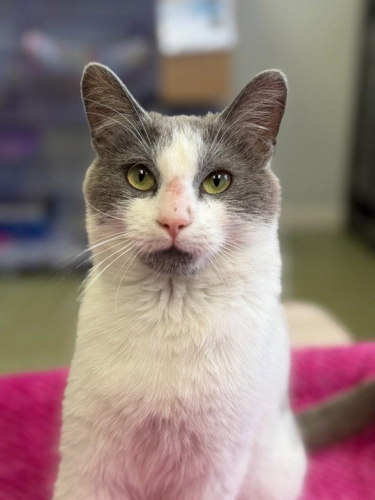 Enlarge Gary, a Adoptable Domestic Short Hair in Lovingston, VA image 2/3