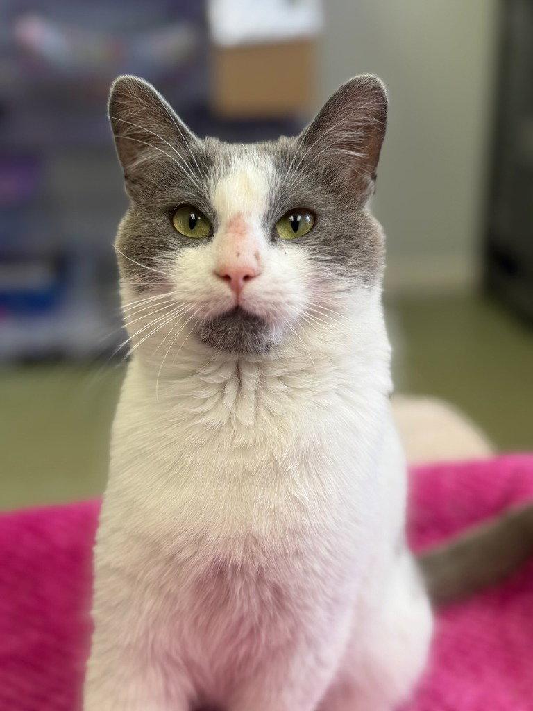 Enlarge Gary, a Adoptable Domestic Short Hair in Lovingston, VA image 3/3