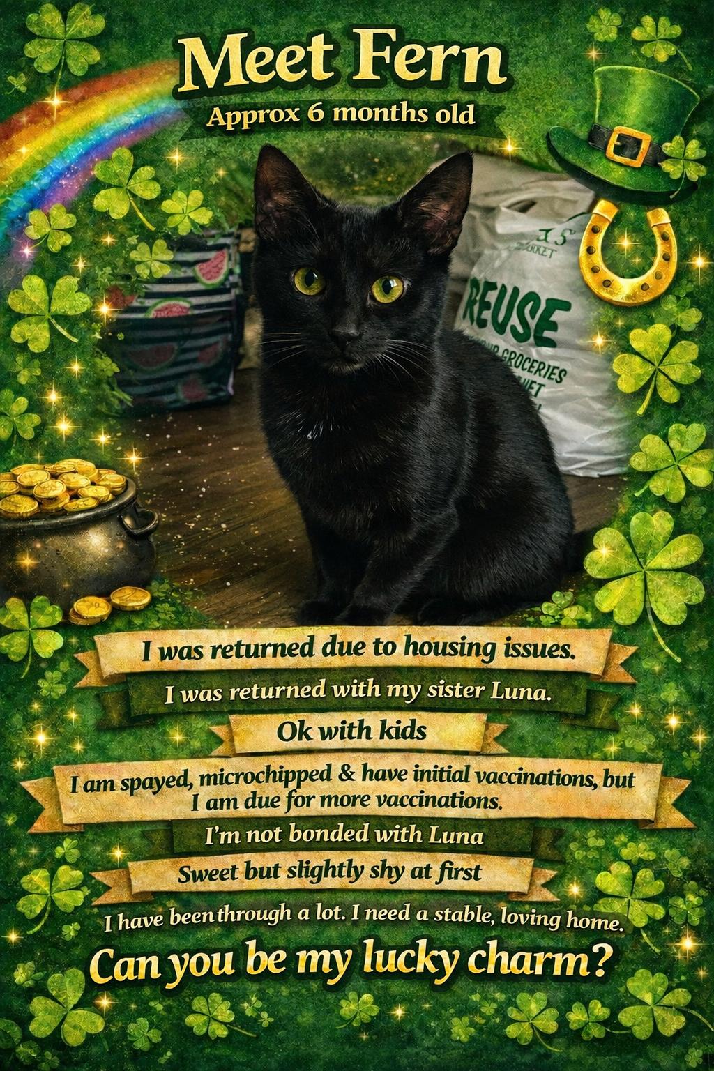 FERN (Available at PetSmart Northwest Reno-Mae Anne), ADOPTABLE, Young Female Domestic Short Hair.