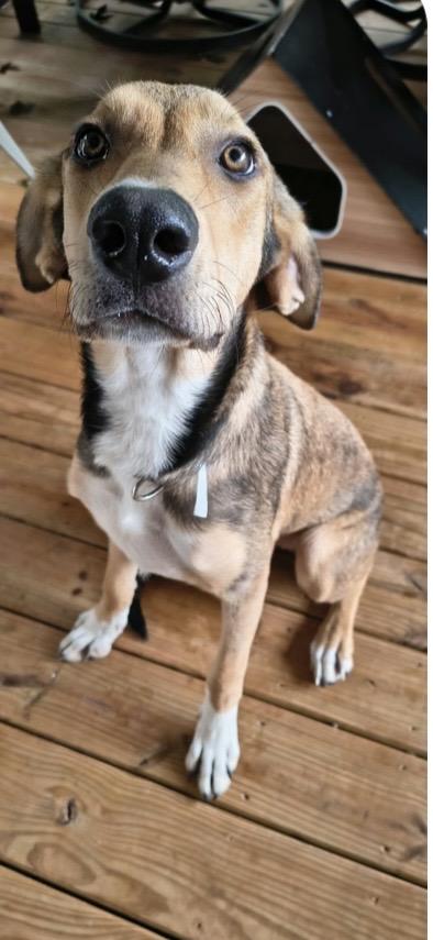 Enlarge Kati, a Adoptable mixed breed in Barkhamsted, CT image 1/1