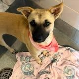 Mosby, Adoptable, Adult Male Black Mouth Cur.