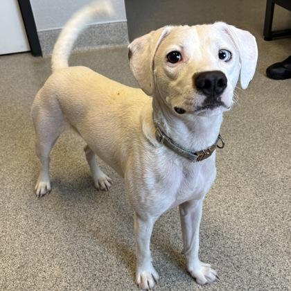 Bailey, ADOPTABLE, Adult Male Mixed Breed.