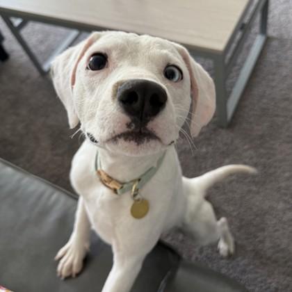 Enlarge Bailey, a ADOPTABLE mixed breed in Lansing, MI image 3/3