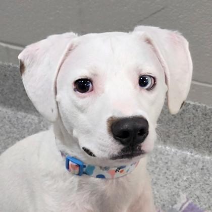 Enlarge Bailey, a ADOPTABLE mixed breed in Lansing, MI image 2/5