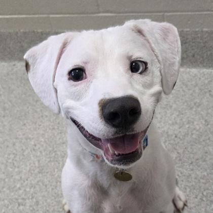 Enlarge Bailey, a ADOPTABLE mixed breed in Lansing, MI image 1/5