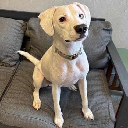 Enlarge Bailey, a ADOPTABLE mixed breed in Lansing, MI image 2/3