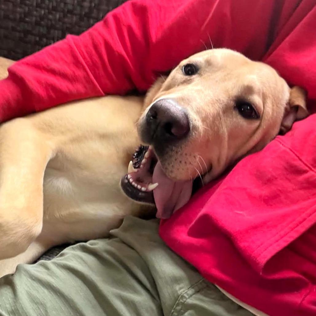 Milo, Adoptable, Adult Male Yellow Labrador Retriever & Golden Retriever.