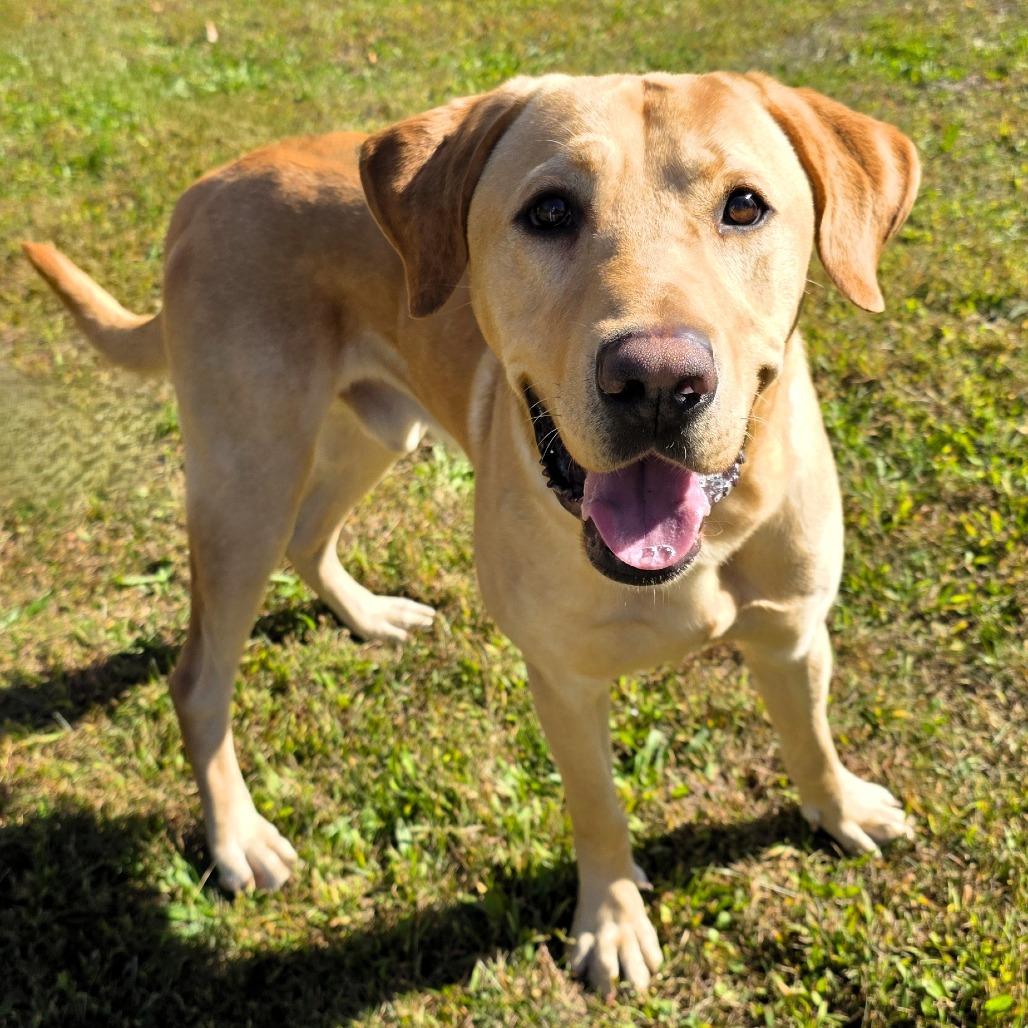 Enlarge Milo, a Adoptable mixed breed in Michigan City, IN image 2/6