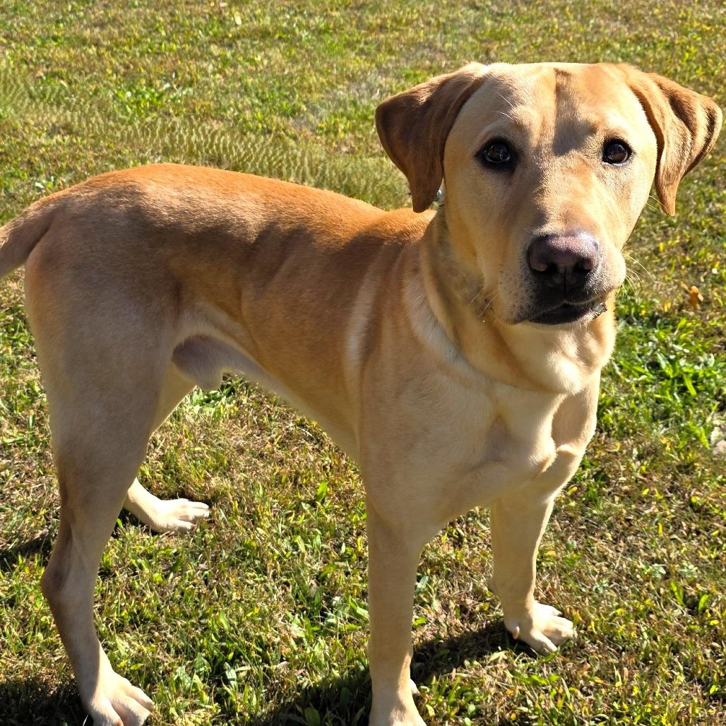 Enlarge Milo, a Adoptable mixed breed in Michigan City, IN image 3/6