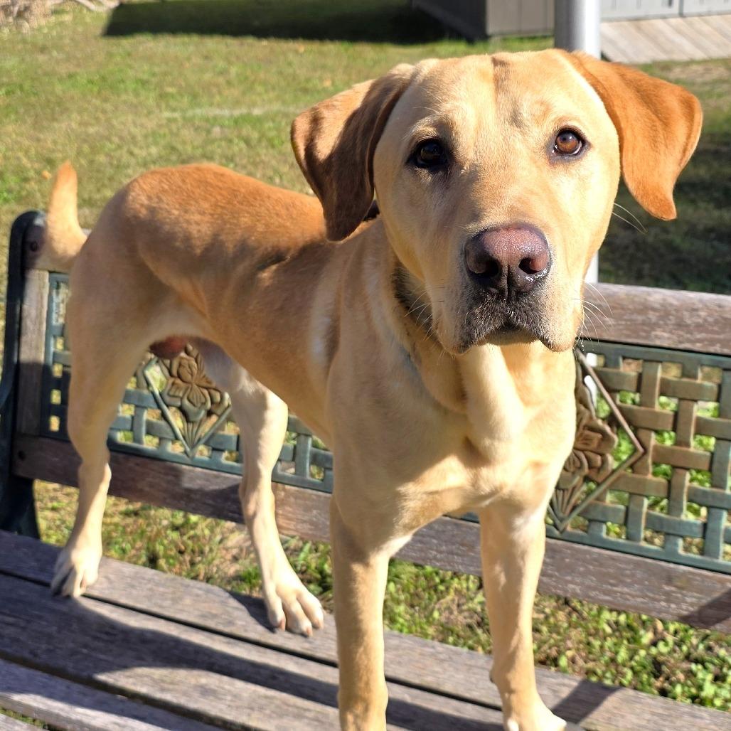 Enlarge Milo, a Adoptable mixed breed in Michigan City, IN image 4/6