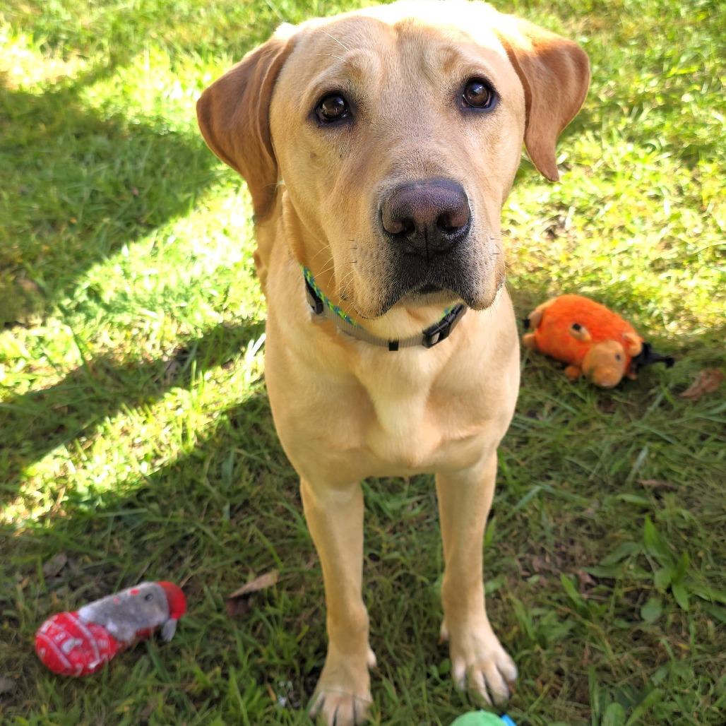 Enlarge Milo, a Adoptable mixed breed in Michigan City, IN image 5/6