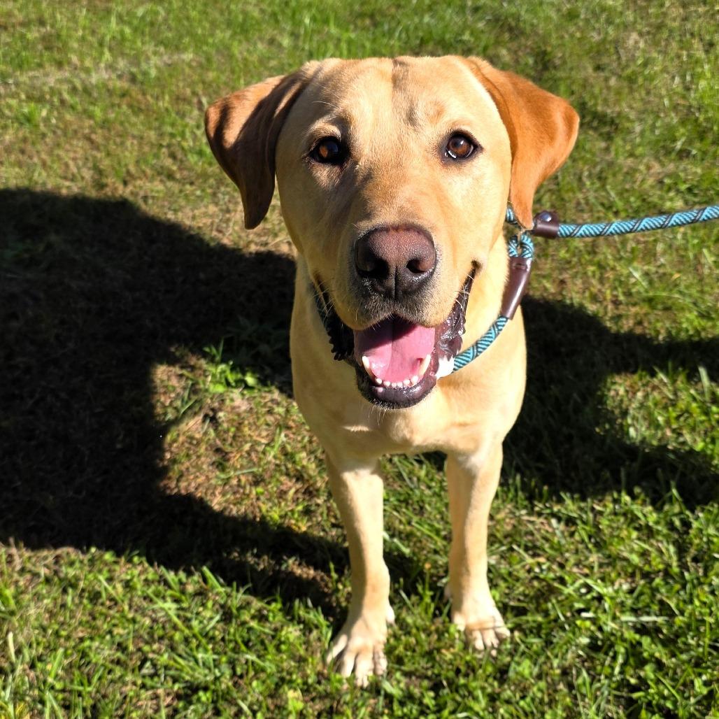 Enlarge Milo, a Adoptable mixed breed in Michigan City, IN image 6/6