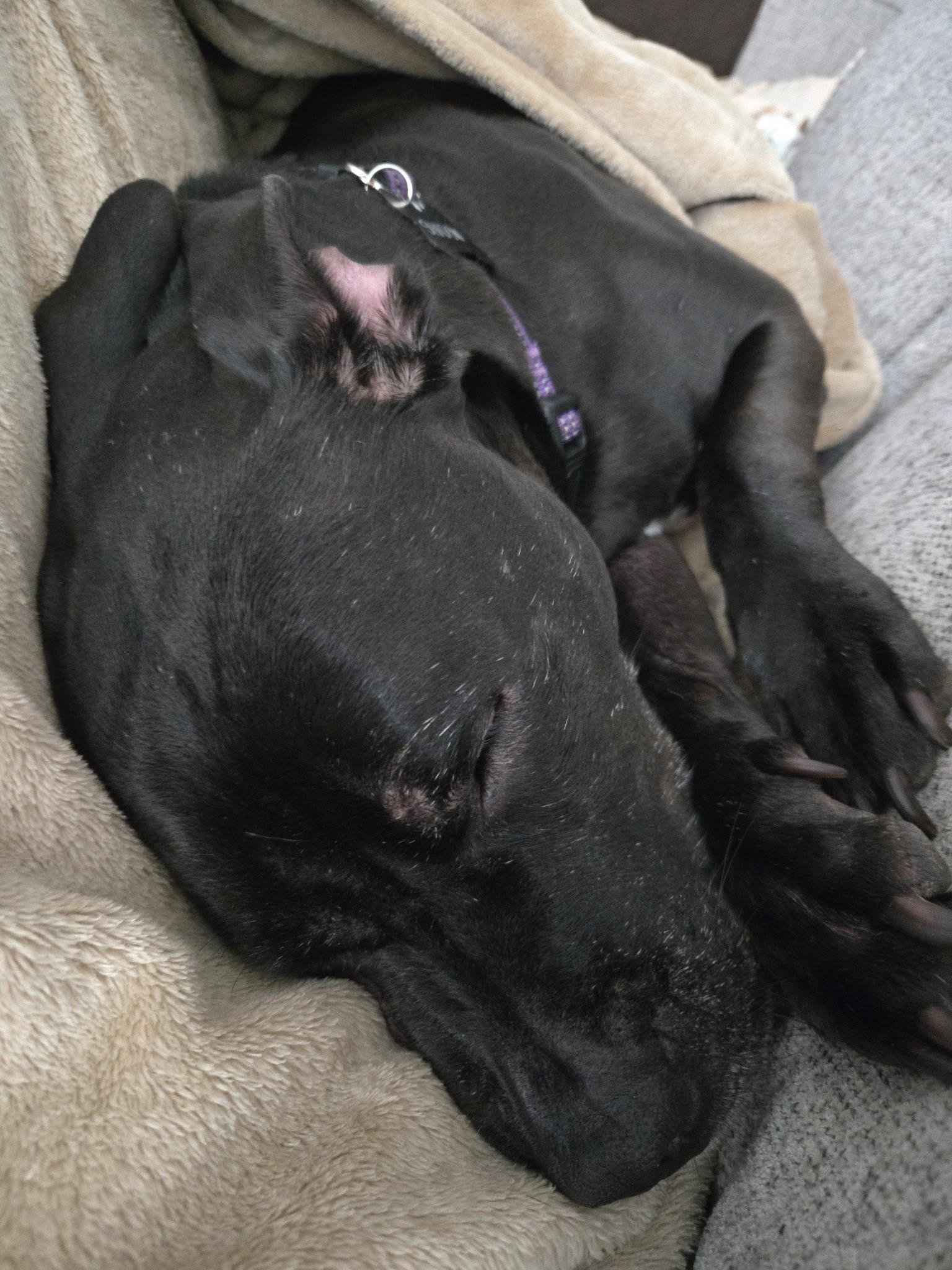 Shadow, a Adoptable mixed breed in Austin, TX image 6/6