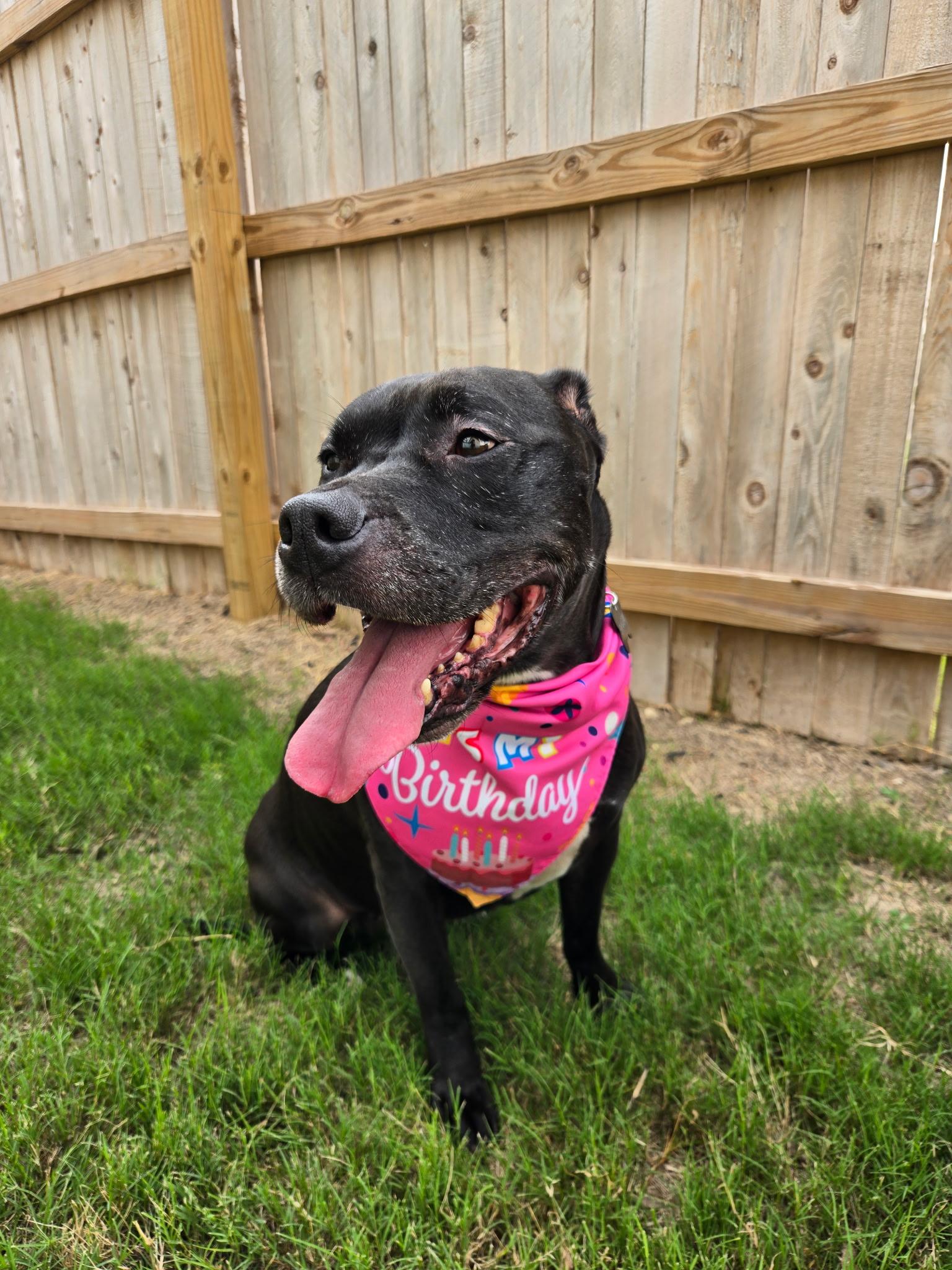 Shadow, a Adoptable mixed breed in Austin, TX image 3/6