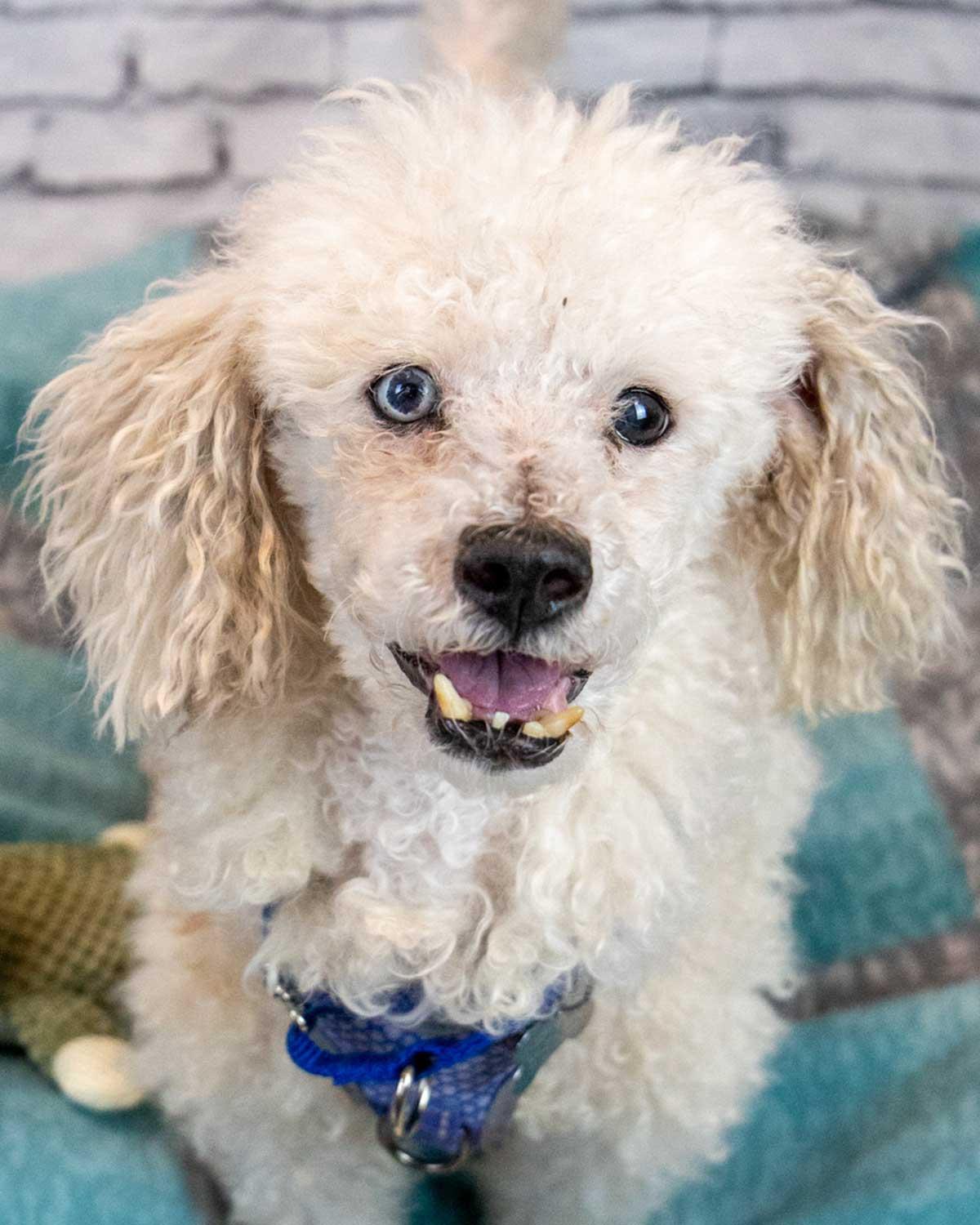 Neo, a ADOPTABLE mixed breed in Kennesaw, GA image 1/6