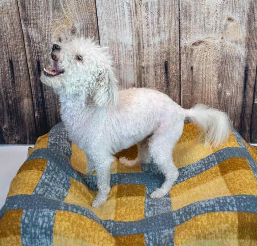 Neo, a ADOPTABLE mixed breed in Kennesaw, GA image 2/6