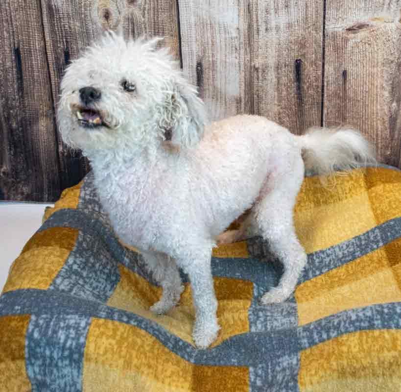Neo, a ADOPTABLE mixed breed in Kennesaw, GA image 4/6