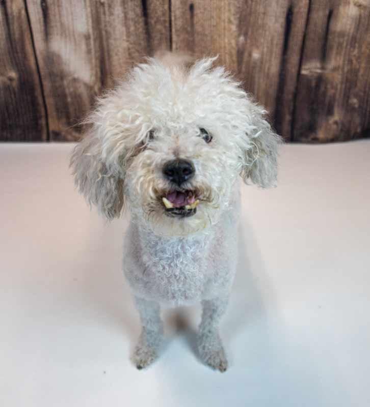 Neo, a ADOPTABLE mixed breed in Kennesaw, GA image 6/6