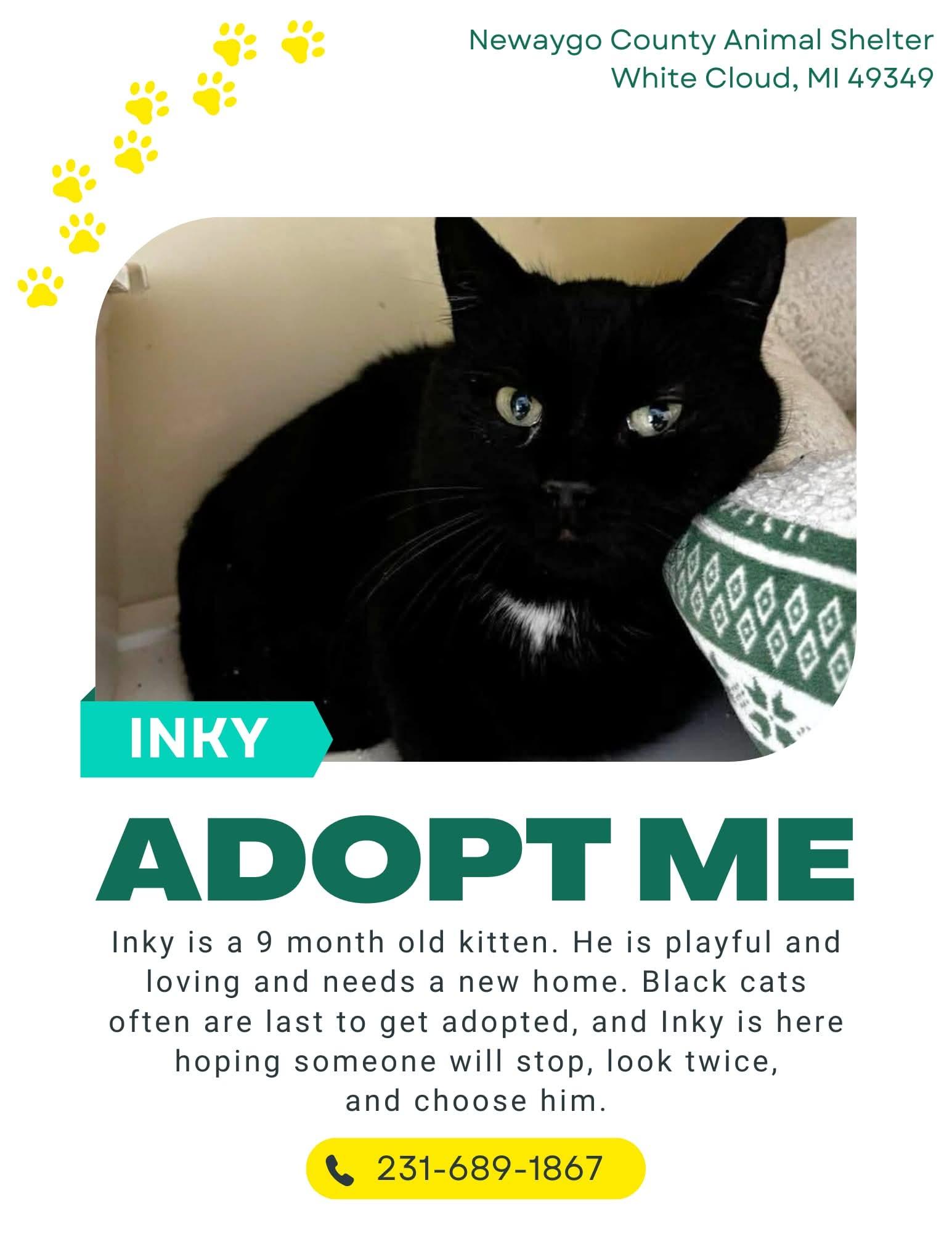 Enlarge Inky, a ADOPTABLE Domestic Short Hair in White Cloud, MI image 1/1