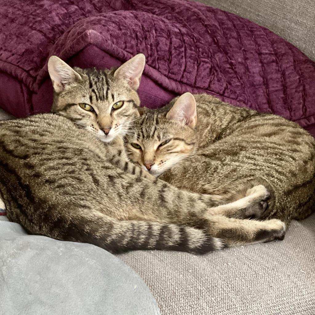 Goldie, Adoptable, Adult Female Domestic Short Hair.