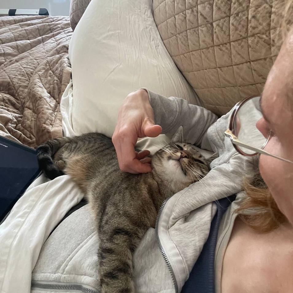 Enlarge Goldie, a Adoptable Domestic Short Hair in Westhampton, NY image 3/6