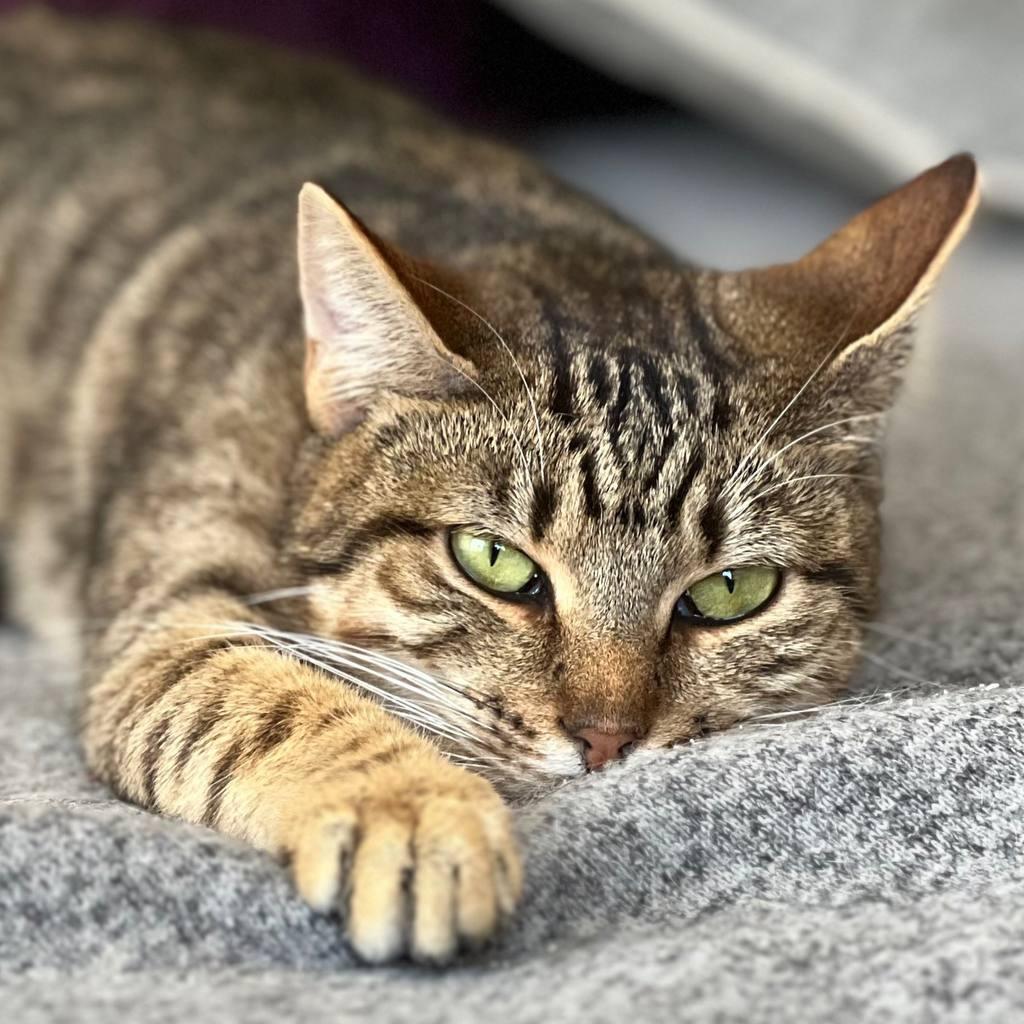 Enlarge Goldie, a Adoptable Domestic Short Hair in Westhampton, NY image 5/6