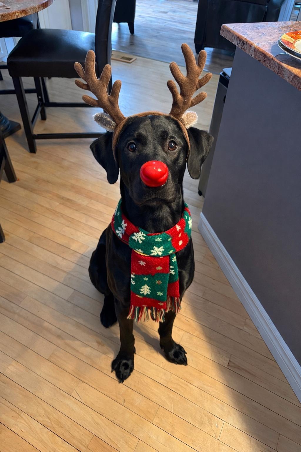 Max, a ADOPTABLE Black Labrador Retriever in Oakville, ON image 5/5