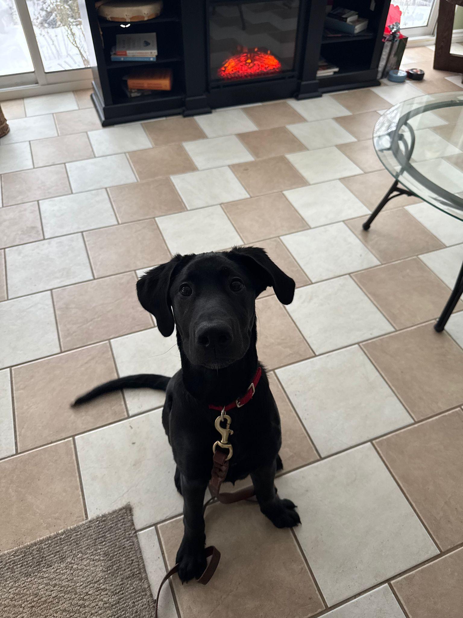 Max, a ADOPTABLE Black Labrador Retriever in Oakville, ON image 4/5