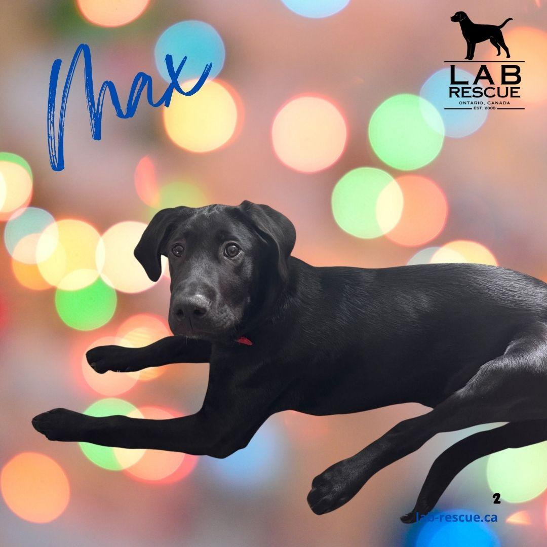 Max, ADOPTABLE, Young Male Black Labrador Retriever.