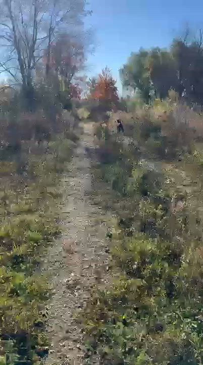 Enlarge Max, a ADOPTABLE Black Labrador Retriever in Oakville, ON video 3/5