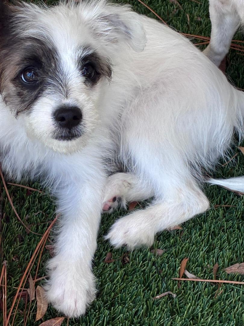 Enlarge Zola, an adopted Mixed Breed in Ruskin, FL image 1/1