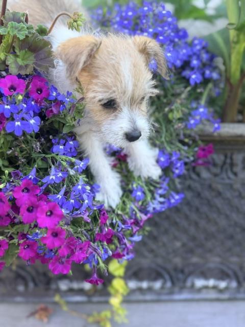 Milo, a ADOPTABLE mixed breed in Kirkland , WA image 3/5