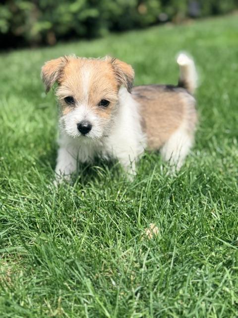Milo, a ADOPTABLE mixed breed in Kirkland , WA image 1/5