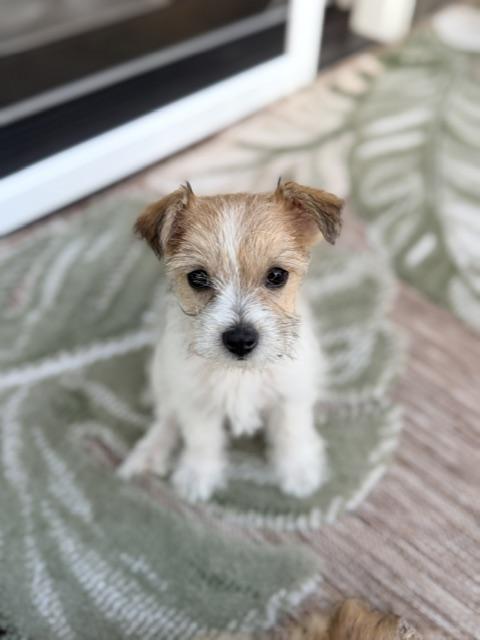 Milo, a ADOPTABLE mixed breed in Kirkland , WA image 5/5