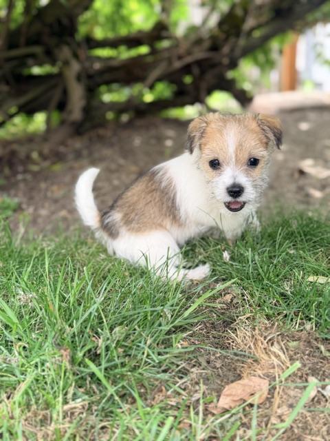 Milo, a ADOPTABLE mixed breed in Kirkland , WA image 2/5