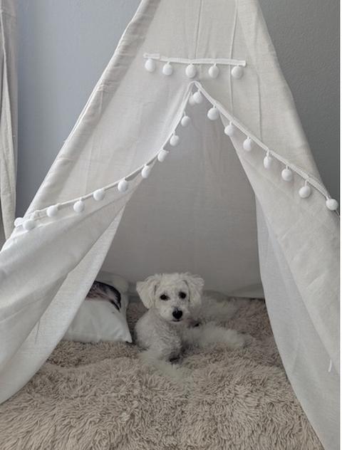 Enlarge Nura, an adopted Miniature Poodle in Denver, CO image 3/3