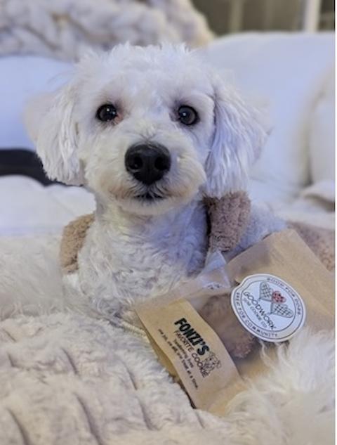 Enlarge Nura, an adopted Miniature Poodle in Denver, CO image 2/3