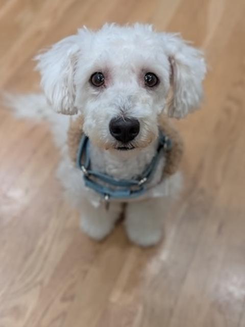 Nura, adopted, Young Female Miniature Poodle.