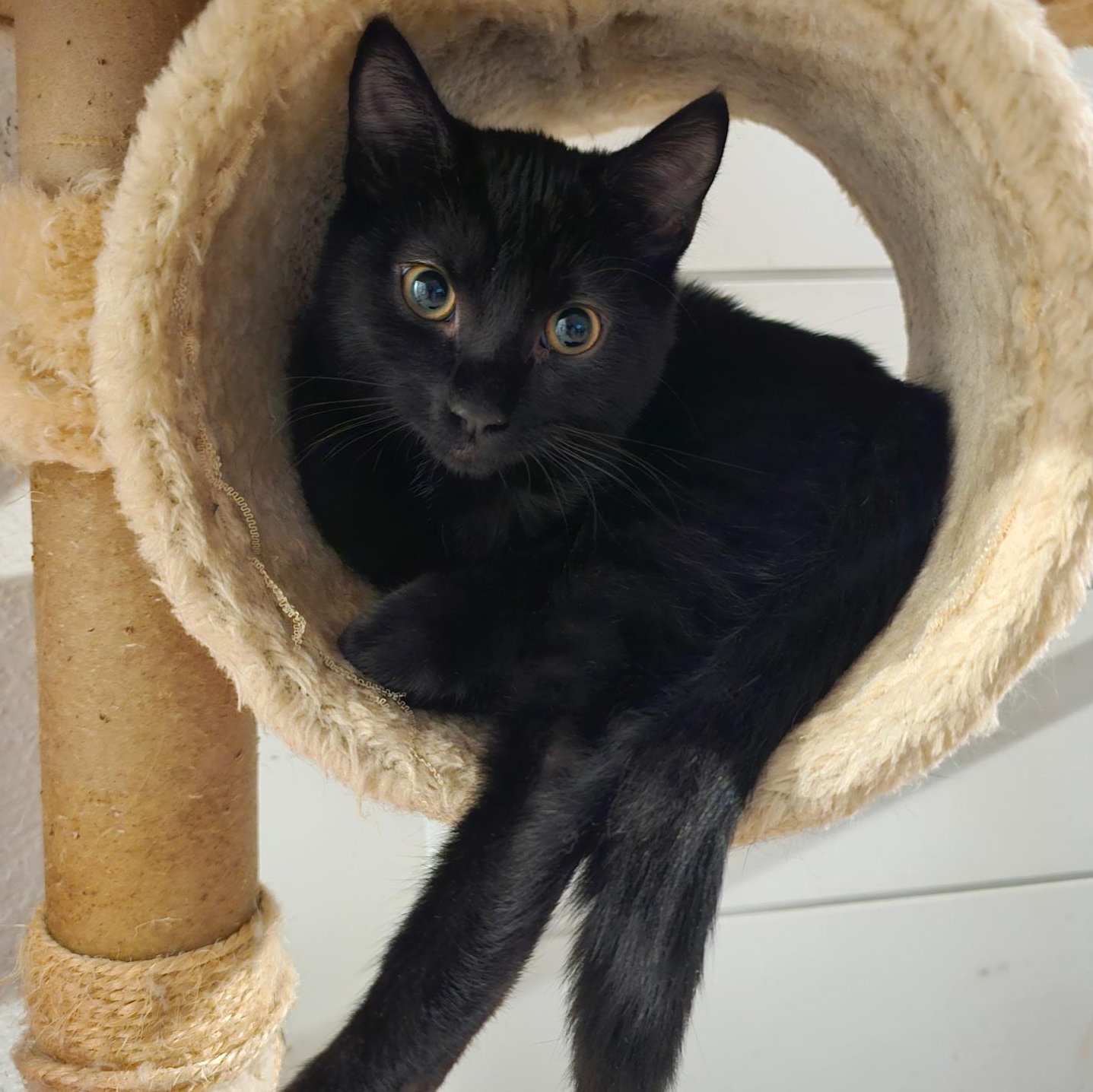 Krishna, Adoptable, Kitten Female Domestic Short Hair.