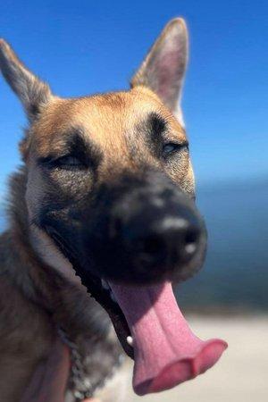 Enlarge Journey, a Adoptable mixed breed in Winter Springs, FL image 1/6