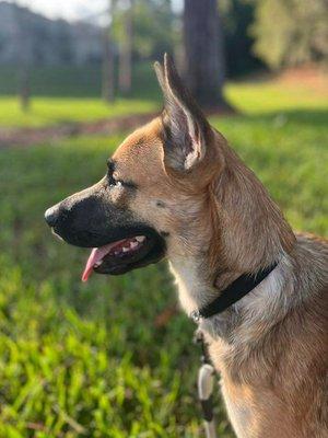 Enlarge Journey, a Adoptable mixed breed in Winter Springs, FL image 4/6