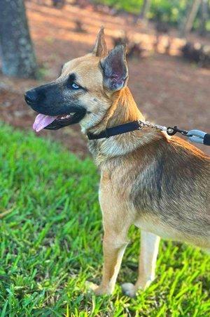 Enlarge Journey, a Adoptable mixed breed in Winter Springs, FL image 5/6
