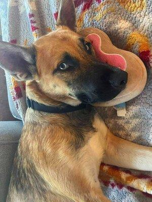 Enlarge Journey, a Adoptable mixed breed in Winter Springs, FL image 6/6